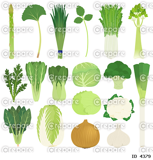 葉茎菜類のイラスト