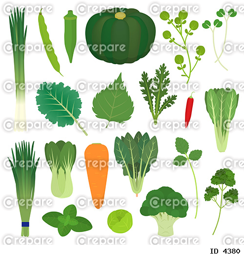 緑黄色野菜のイラスト