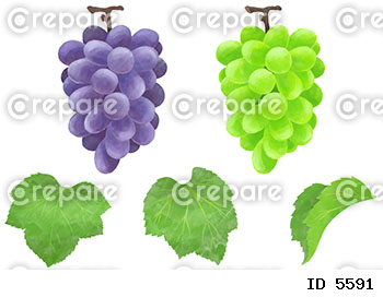 水彩で表現したブドウのイラストセット