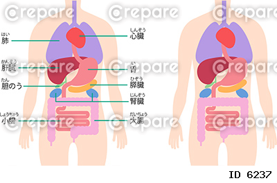 胸部・腹部の内臓の構造 | クリパレ