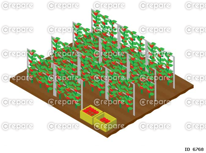 アイソメトリックな収穫中のトマト畑