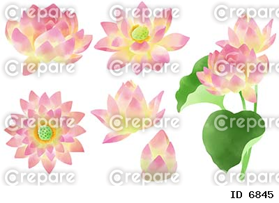 水彩で描いた睡蓮の花のパーツ素材セット