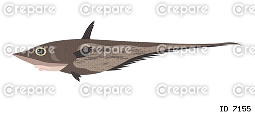 深海魚のゲホウのイラスト