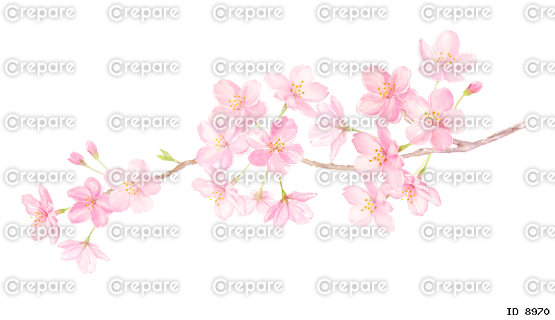 桜の水彩イラスト　桜の枝　手描きアナログ　背景透過