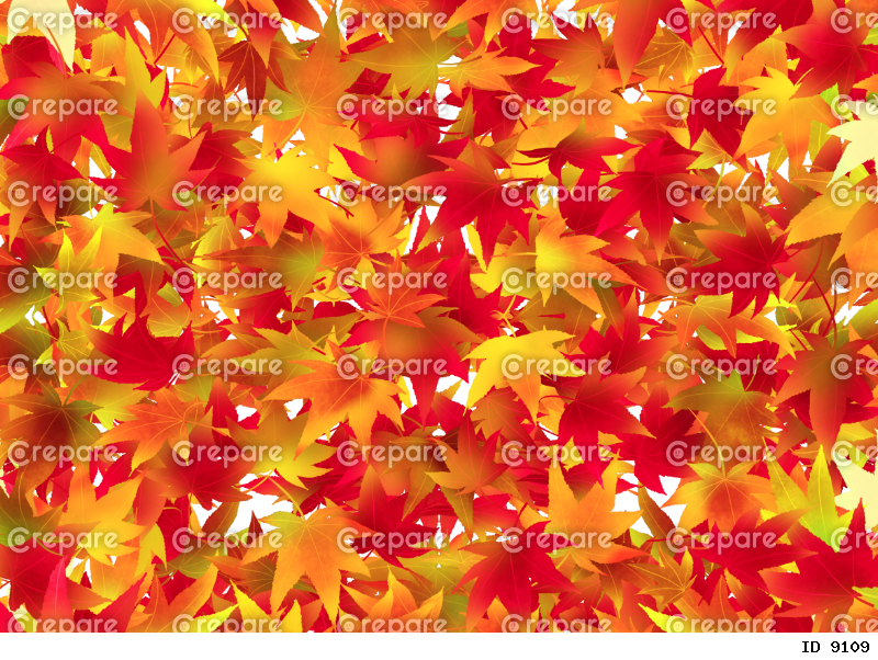 もみじの絨毯 紅葉の背景 秋
