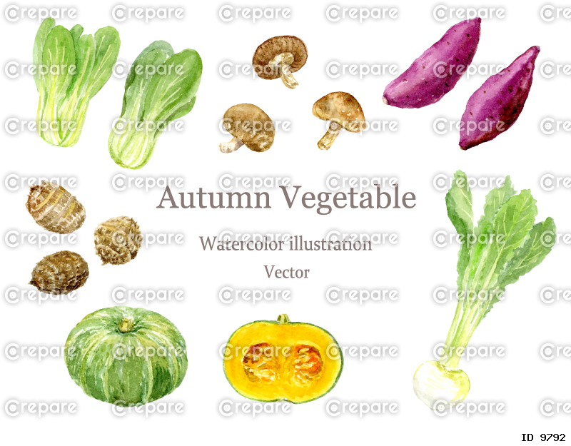水彩で描いた秋野菜のイラストセット　ベクター