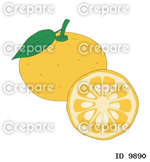 手描きのシンプルな柚子のイラスト、ベクター素材