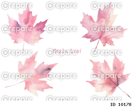 大きなカエデの葉の水彩タッチピンク色モノトーンセット