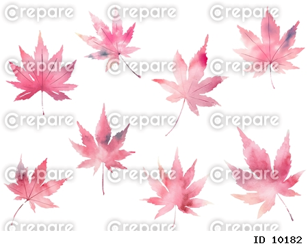 日本の紅葉(楓)の紅葉セット、ピンクモノトーン水彩タッチイラスト