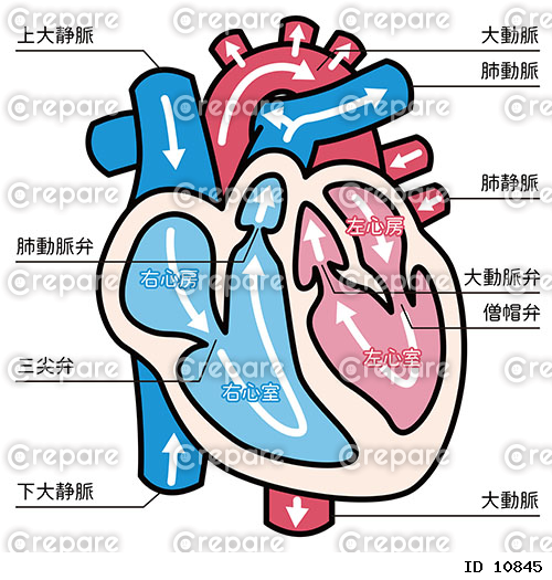 心臓のイラスト（主線・説明あり）