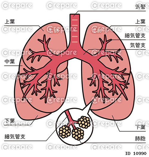 肺のイラスト