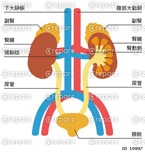 腎臓と膀胱のイラスト