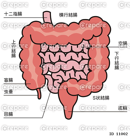小腸・大腸のイラスト