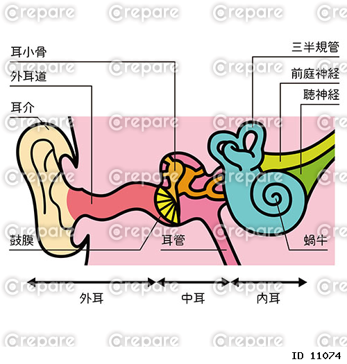 耳の構造のイラスト