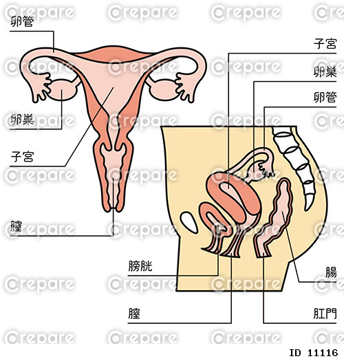 子宮のイラスト