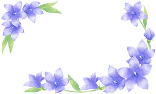 桔梗の花の水彩画風イラスト素材 横位置 クリパレ