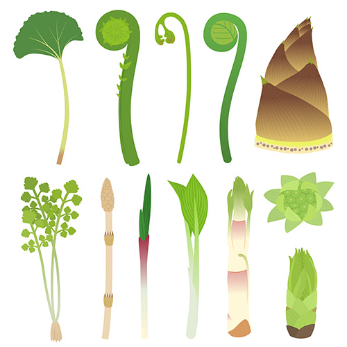山菜のイラストセット